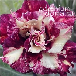 Adenium Obesum Double Flower GENIUS