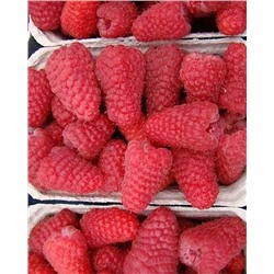 Саженцы Саженцы Малина ремонтантная Полет Костенко, арт.: 75001