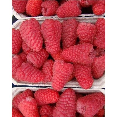 Саженцы Саженцы Малина ремонтантная Полет Костенко, арт.: 75001