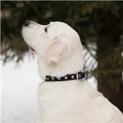 Ошейник однослойный безразмерный, 45×2 см, ОШ 18-39 см, кожа, синий