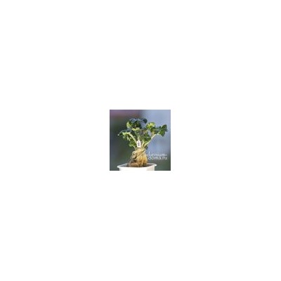 Подвеска КАКТУС серебристый (Cactus)