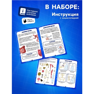 Набор для опытов по анатомии «Строение тела», светится в темноте, с мягкими органами