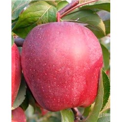 Саженцы Яблоня Моди, арт.: 70287