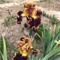 Ирис VOLCANIC CLOW