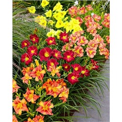 Корни (саженцы) Лилейники Лонго набор, фасовка: 4 шт, арт.: 14279