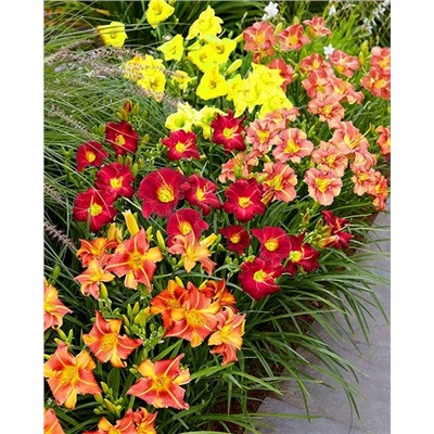 Корни (саженцы) Лилейники Лонго набор, фасовка: 4 шт, арт.: 14279