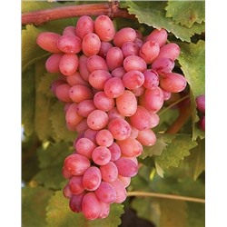 Саженцы Виноград Гурман лакомка, арт.: 73175