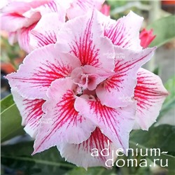 Adenium Obesum Double Flower SPARKLER