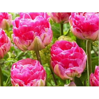 Тюльпан Up Pink "Ап Пинк" 5шт