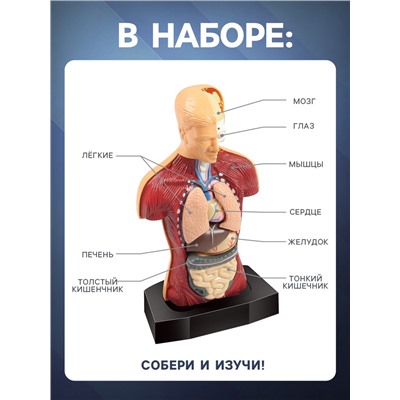 Научный опыт «Строение тела»