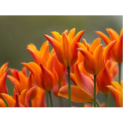 Тюльпан Ballade Orange "Баллада Оранж" 5шт