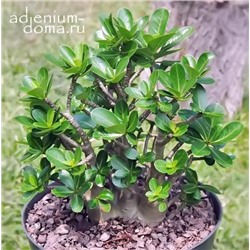 Adenium Arabicum Dwarf RCN