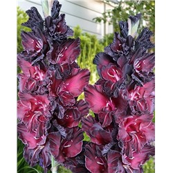 Луковицы Гладиолус Ром и Кола, арт.: 74989
