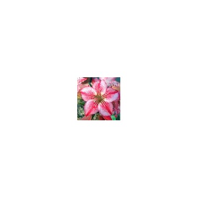 Adenium Obesum Desert Rose STAR OF HOPE