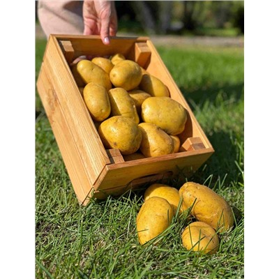 Картофель Сармат, арт.: 74886