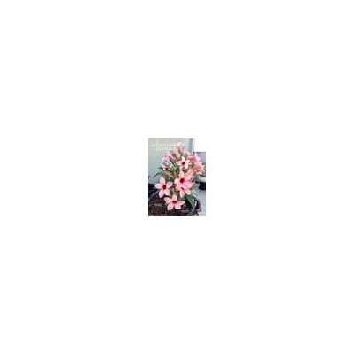 Adenium Obesum Desert Rose CANARY BIRD (VT)