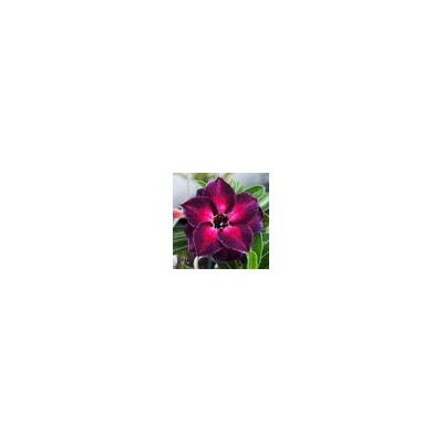 Adenium Obesum Double Flower TI TI (TIM TIM)