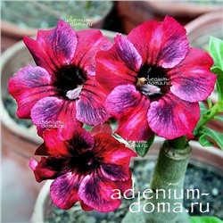 Adenium Obesum Desert Rose SUPER STAR II