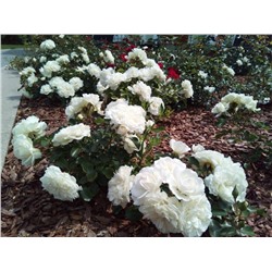 Роза почвопокровная Blanc Meillandecor "Бланк Мейяндекор"