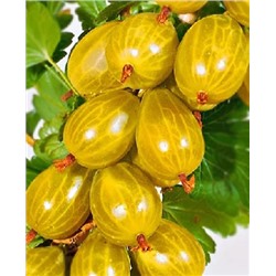 Саженцы Крыжовник Янтарный, арт.: 73067