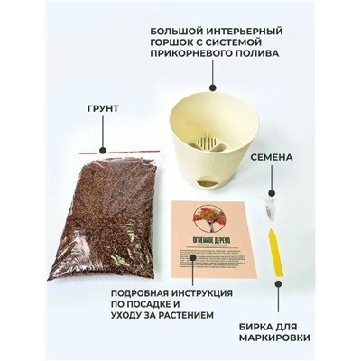 Набор д/выращивания "Тысяча листьев премиум", "Огненное дерево"