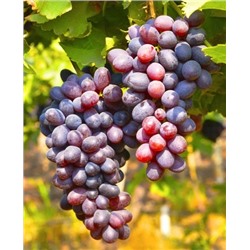 Саженцы Виноград Кишмиш Юпитер, арт.: 69853