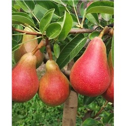 Саженцы Груша колонновидная Кармен, арт.: 73171