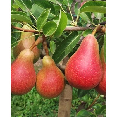 Саженцы Груша колонновидная Кармен, арт.: 73171