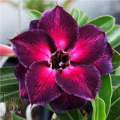 Adenium Obesum Double Flower TI TI (TIM TIM)