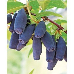 Саженцы Жимолость Амур, арт.: 69826