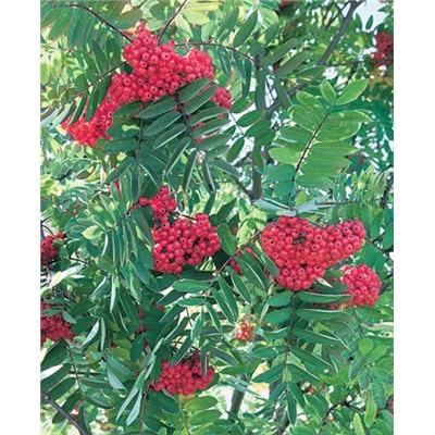 Саженцы Рябина сладкоплодная Сахарная Петрова, арт.: 118