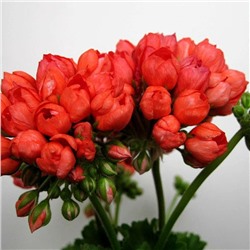 Пеларгония Red Pandora