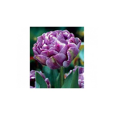 Тюльпан Lilac Perfection "Лайлек Перфекшн" 5шт