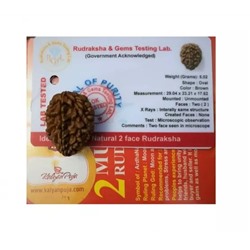Рудракша сертифицированная (2 мукхи), 2 Mukhi Certified Rudraksha, произв. Kalyan Puja