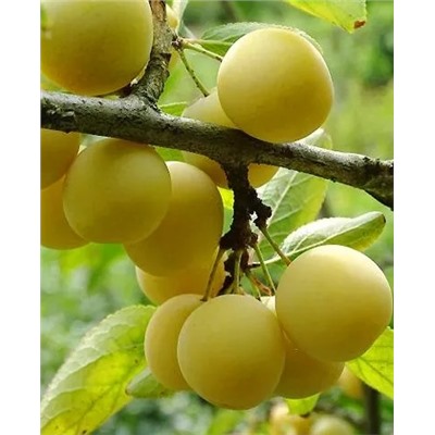 Саженцы Слива Ренклод колхозный, арт.: 73047