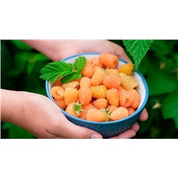 Саженцы Малина ремонтантная Голден Эверест, арт.: 75084