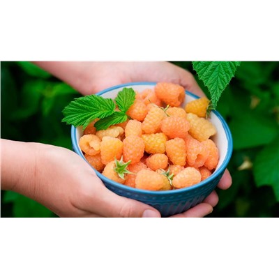 Саженцы Малина ремонтантная Голден Эверест, арт.: 75084