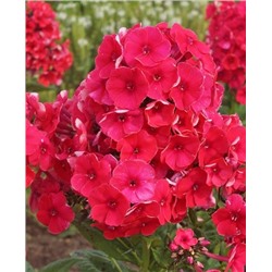 Саженцы Флокс метельчатый Гренадин Дрим, арт.: 73329