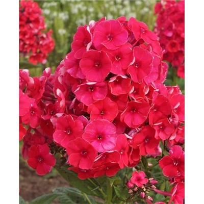 Саженцы Флокс метельчатый Гренадин Дрим, арт.: 73329