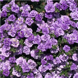 Набор махровых калибрахоа №1