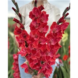 Луковицы Гладиолус Афтершок, арт.: 74632