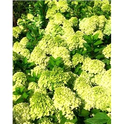 Саженцы Гортензия метельчатая Мохито, арт.: 9581