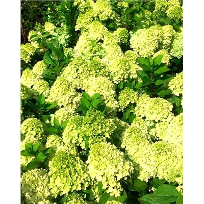 Саженцы Гортензия метельчатая Мохито, арт.: 9581