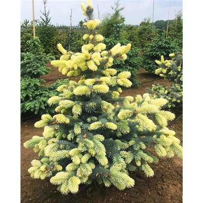 Саженцы Ель колючая Биалобок, арт.: 74736