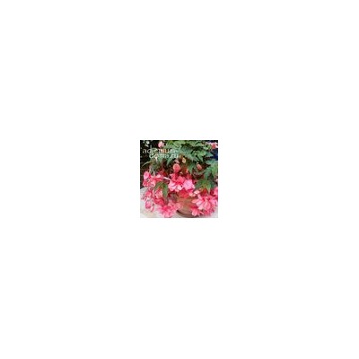 Begonia ILLUMINATION ® 'PINK' (Бегония)