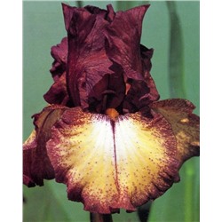 Луковицы (корни) Ирис бородатый Бургунди Браун, арт.: 74596