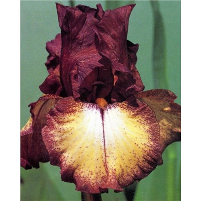 Луковицы (корни) Ирис бородатый Бургунди Браун, арт.: 74596