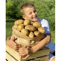 Семенной Картофель Терра, арт.: 69508
