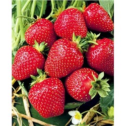Саженцы Клубники (Земляники) садовой Деройял, арт.: 11067