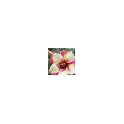Adenium Obesum Desert Rose TC-213